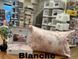 Постільна білизна TAC DIGITAL Saten Blanche pembe p-60228728 фото 3